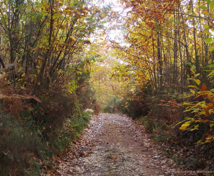 Escursione  in terra di Siena